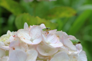 Obraz premium 紫陽花上のカエル