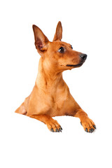 Zwergpinscher isoliert auf weißem Grund