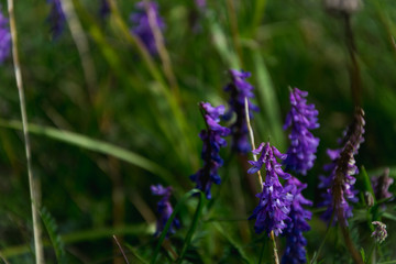purple flowers on the background of green leaves and herbs