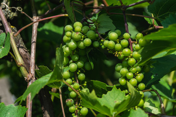 not ripe green grapes growing on branches
