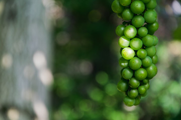 not ripe green grapes growing on branches