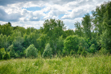 Beautiful summer rural landscape with forest