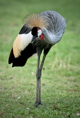 Grey crowned crane or Balearica regulorum in zoo, beautiful Africa bird
