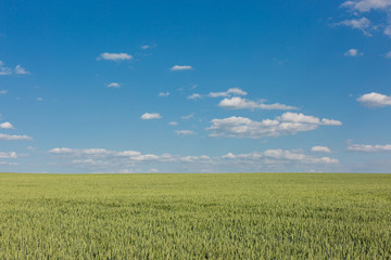 Fototapeta premium Green field of wheat in spring