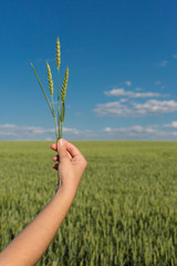 Green field of wheat in spring