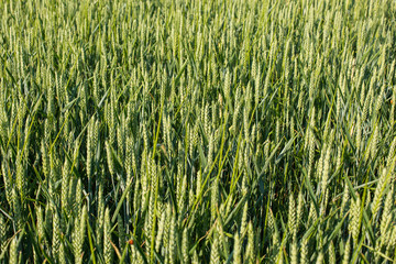 Green field of wheat in spring