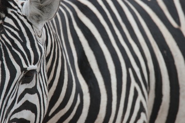 Fototapeta na wymiar Ansichten eines Zebras