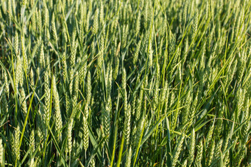 Green field of wheat in spring