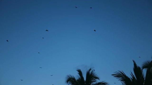 Bats flying in the night sky. Bat, Microchiroptera, Asian bat. Nocturnal animals, cheiroptera.
