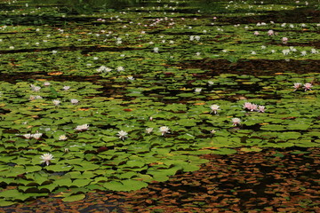 志賀高原　蓮池のヒツジグサ