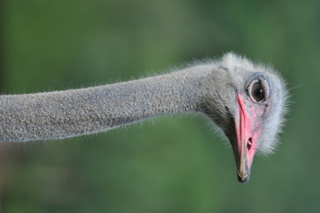 struisvogel vogel hoofd en nek front portret in het park