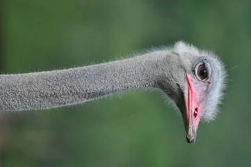 Zelfklevend Fotobehang Struisvogel struisvogel vogel hoofd en nek front portret in het park