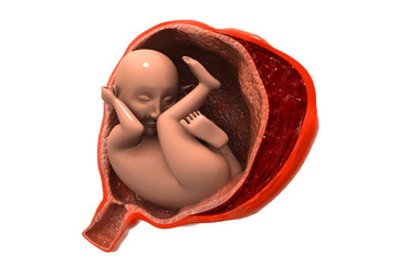 Human fetus 3d illustration