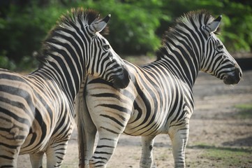 Fototapeta na wymiar Closeup behind of Zebra in Khoakeaw Zoo Thailand