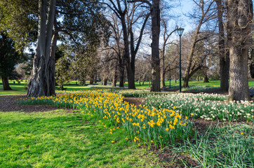 Spring daffodils in the Fitzroy Gardens in East Melbourne.