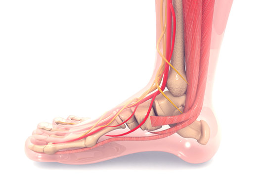 Anatomy of human foot 3d render