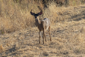 Deer at dusk in California hills
