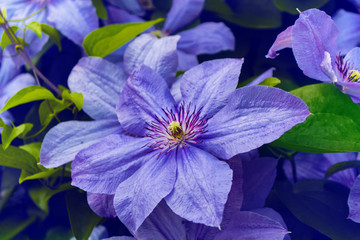 colorful and bright flowers clematis