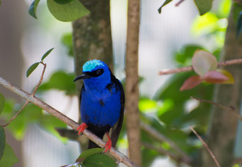 Blue hummingbird