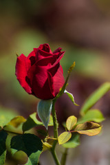 Red rose