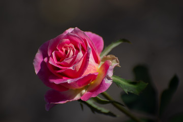 Pink rose
