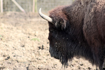 Buffalo
