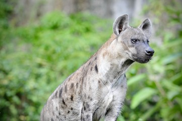 Spotted hyena (Crocuta crocuta), also known as the laughing hyena close up side view animal wildlife.