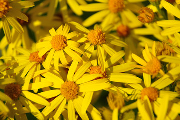 bright yellow flowers of a ragwort
