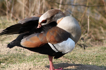 Cleaning Feathers
