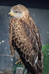 Harris Hawk Watching