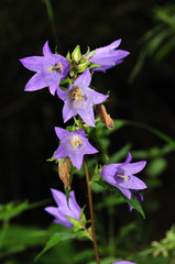 bellflower plant with lilac blossoms