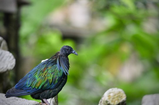 The Nicobar pigeon (Caloenas nicobarica) is a pigeon found on small islands and in coastal regions from the Andaman and Nicobar Islands, India, east through the Malay Archipelago, bird wildlife