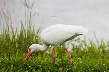 White Ibis 2 - Florida