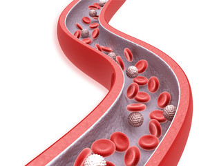Blood cells in an artery