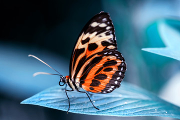 Closeup  beautiful butterfly  & flower in the garden.