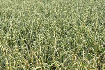 green cereal field with dinkel wheat