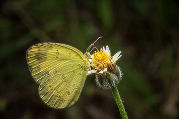 butterfly catch on yellow flowers in garden park.