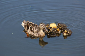 Moedereend met jonge eenden