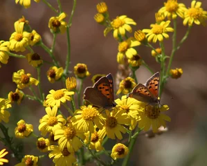 Fotobehang Gele bloemen en witte vlinder © emieldelange