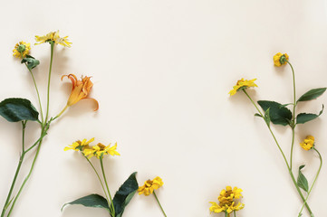 yellow flowers and stems of coreopsis on a light background