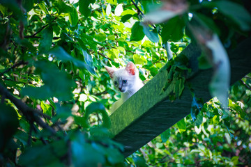 Из семейства кошачих