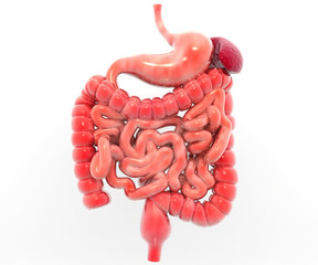 Human digestive system