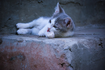 Из семейства кошачих