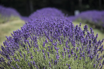 lavender field in bloom