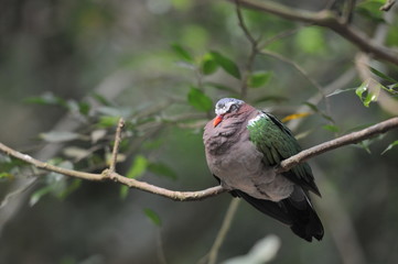 Image of bird (Common Emerald Dove) on nature background. Animals, Beautiful Common emerald dove, Asian emerald dove perching on the rock , Thailand
