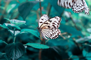 Plakat Closeup beautiful butterfly & flower in the garden.