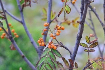 Tree with fruits of Hawthorn