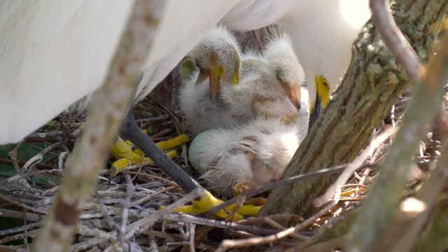 Nest with chicks close up. Nestling in the nest. Newborn chicks hatched from eggs. The bird mother feeds the chicks in the nest. 4k resolution.