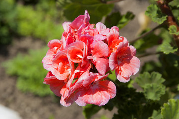 bright pink geranium flower