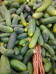 Green cucumbers on shelf in supermarket. Organic eating. Agriculture retailer. Farmer's food.